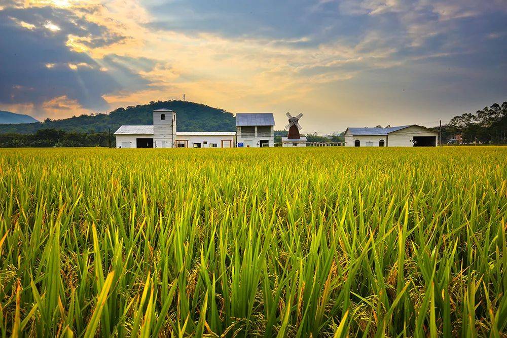 亚灿米有机种植基地发布会现场,仿脑科技(深圳)有限公司与罗定市丰智